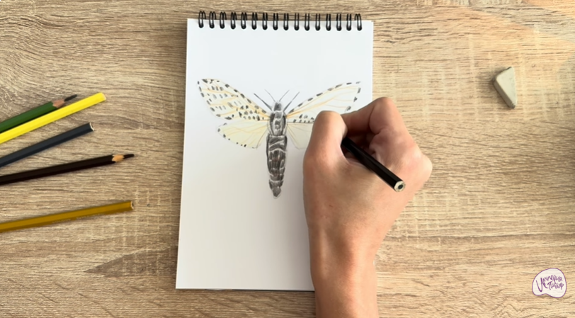 Рисуем Древесница въедливая