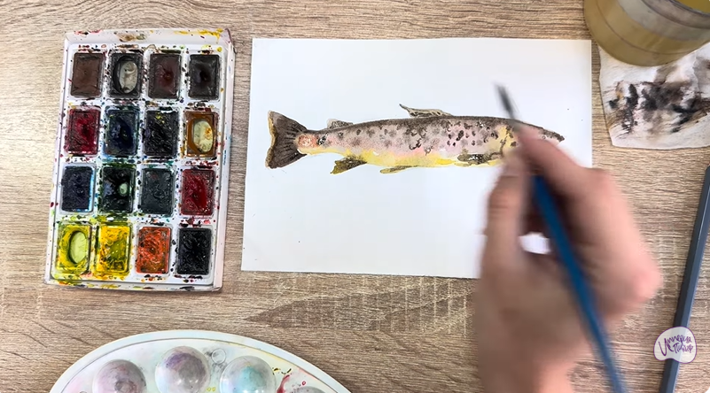 Рисуем Кумжа