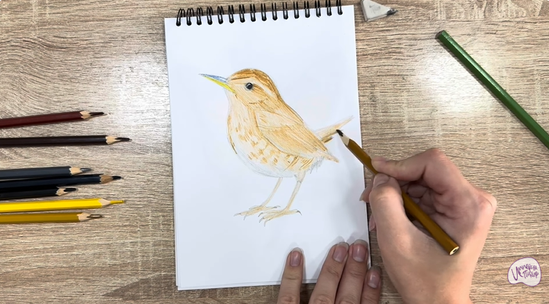 Рисуем Крапивник