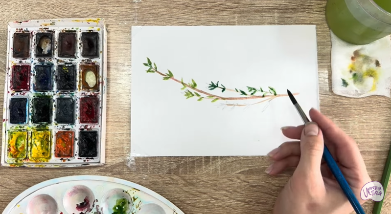 Рисуем Тимьян