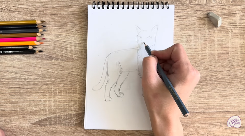 Рисуем Кошка Бурмилла