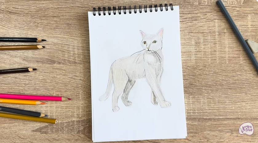 Рисуем Кошка Бурмилла