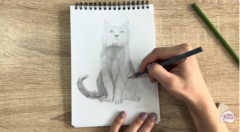 Рисуем Кот породы Шартрез