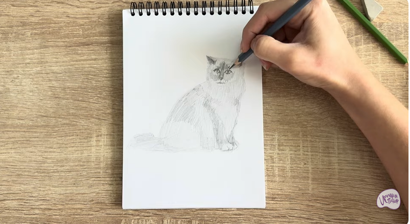 Рисуем Кошка породы Рэгдолл