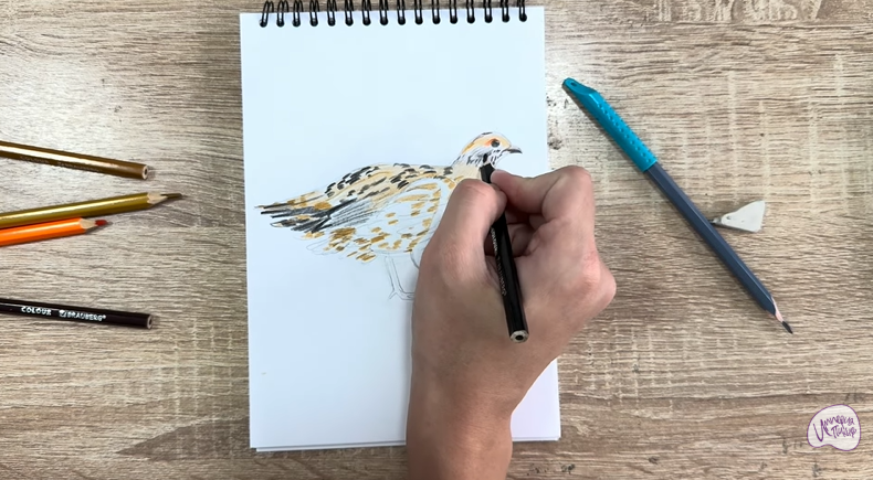 Рисуем Канадская дикуша