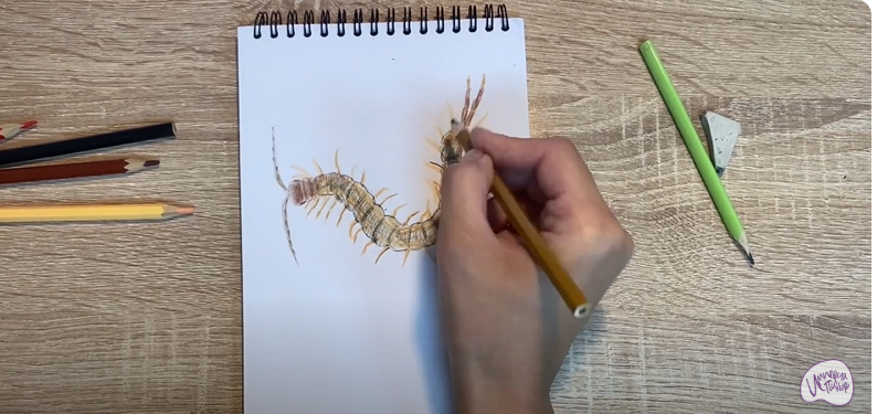 Рисуем Сколопендра