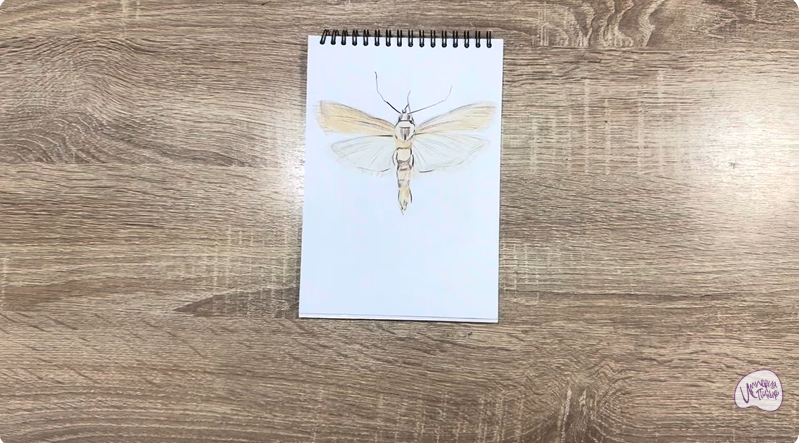 Рисуем Огнёвка зерновая