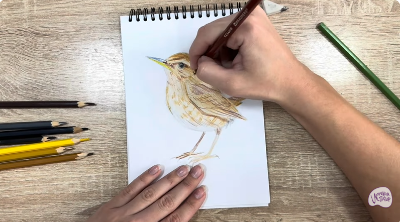 Рисуем Крапивник