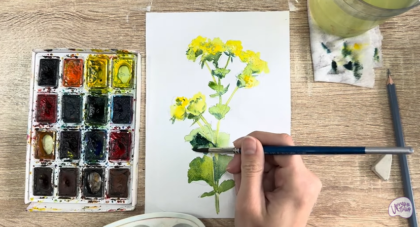 Рисуем Манжетка обыкновенная
