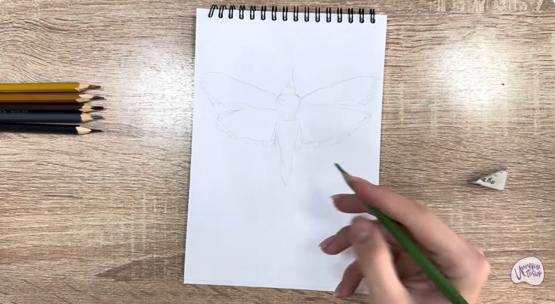 Рисуем Огнёвка зерновая