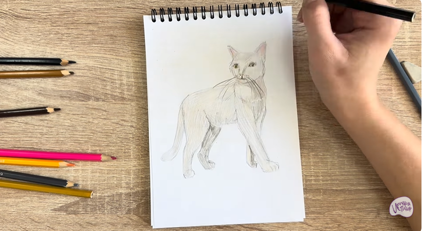 Рисуем Кошка Бурмилла