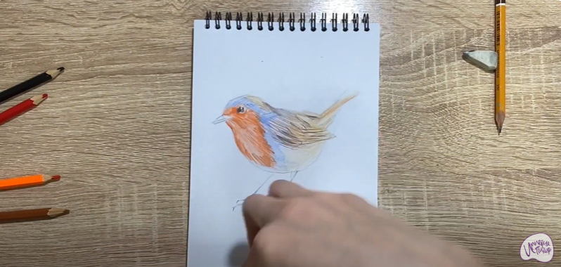 Рисуем Птичка "Зарянка"