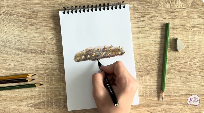 Рисуем Голотурия