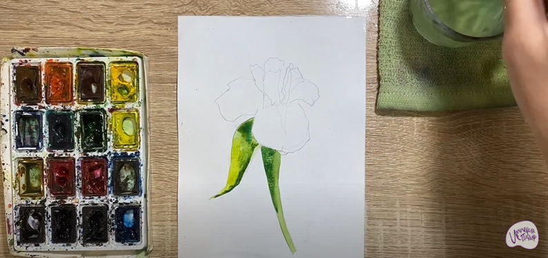 Рисуем Ирис