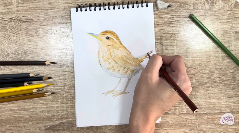 Рисуем Крапивник