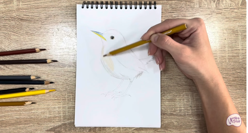 Рисуем Крапивник