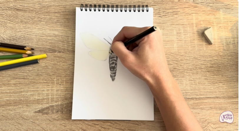 Рисуем Древесница въедливая