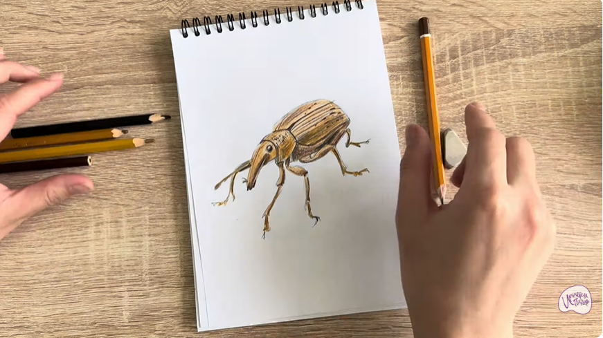 Рисуем Долгоносик