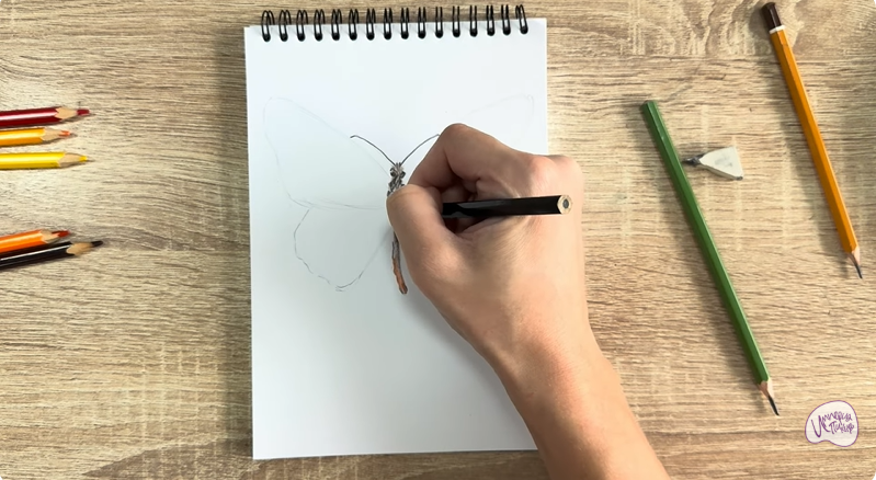 Рисуем Малинница обыкновенная