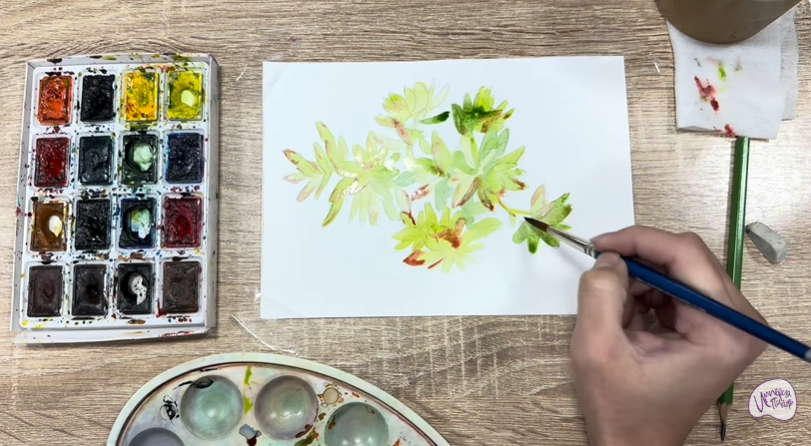 Рисуем Очиток