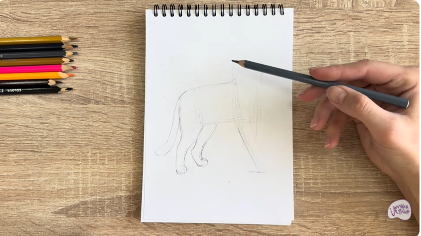 Рисуем Кошка Бурмилла