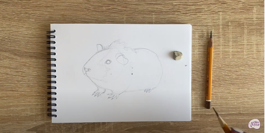 Рисуем Морская свинка