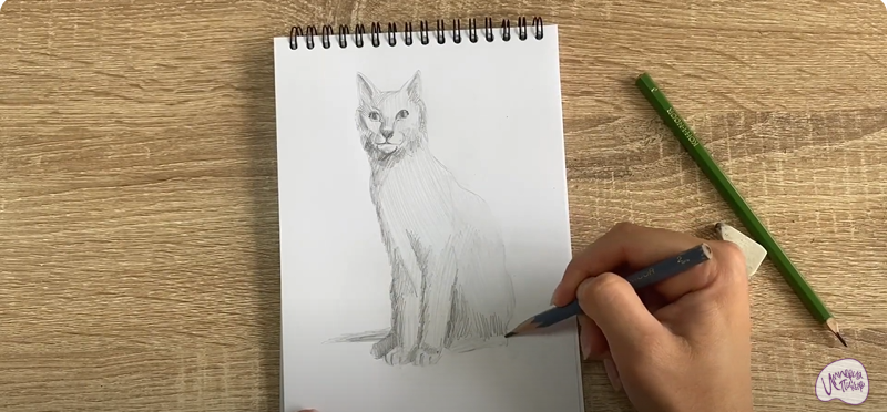 Рисуем Турецкая ангора