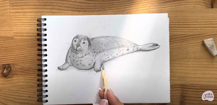 Рисуем Тюлень
