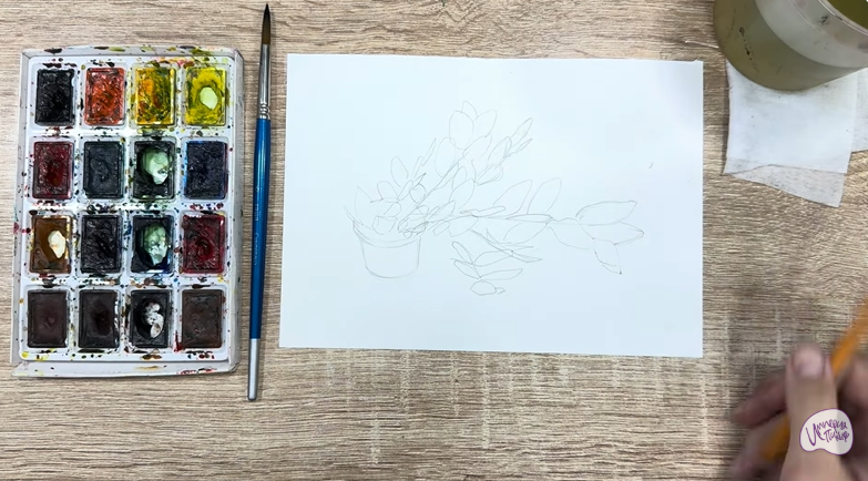 Рисуем Пеллиония в горшке