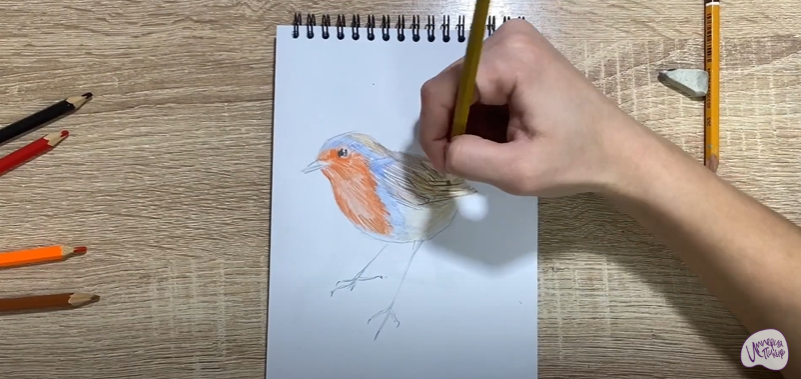 Рисуем Птичка "Зарянка"