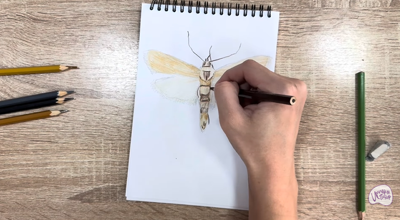 Рисуем Огнёвка зерновая