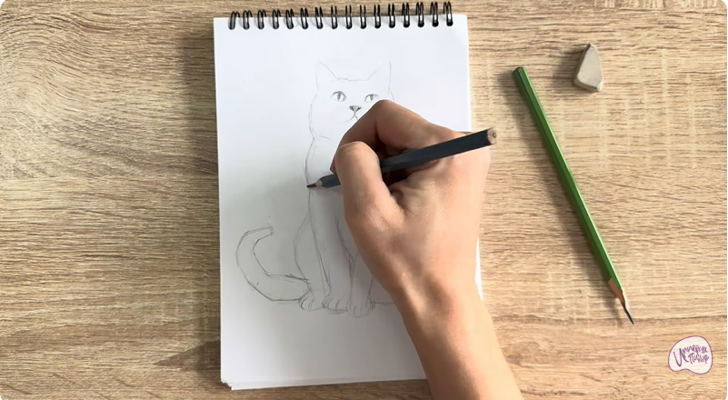 Рисуем Кот породы Шартрез