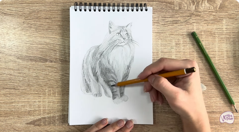 Рисуем Норвежский лесной кот