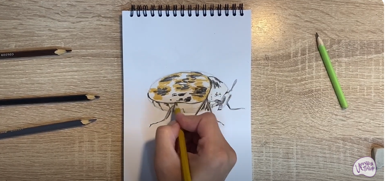 Рисуем Кожеед