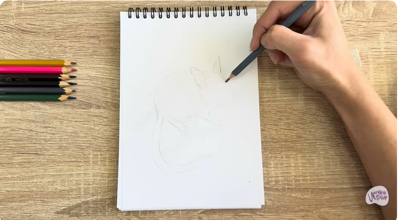 Рисуем Садовая соня