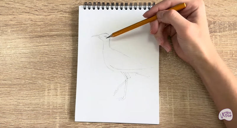Рисуем Птица "бегунок"