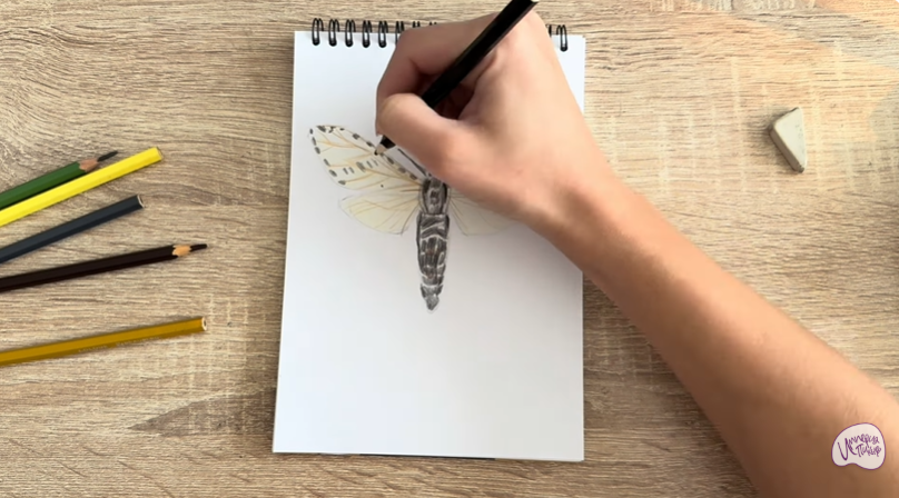 Рисуем Древесница въедливая