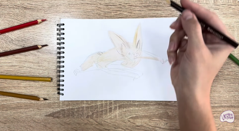 Рисуем Бурый ушан