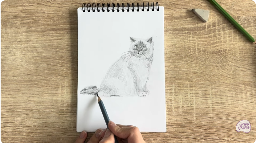 Рисуем Кошка породы Рэгдолл