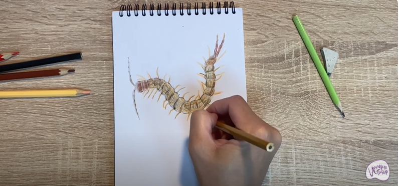 Рисуем Сколопендра