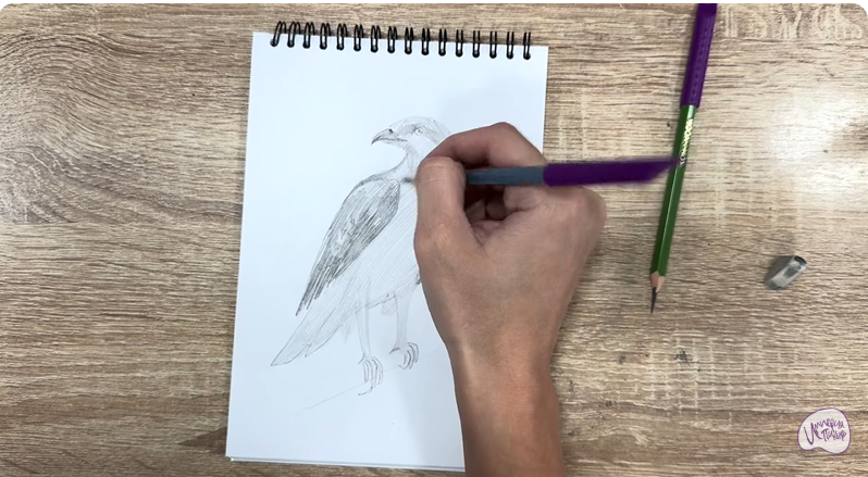 Рисуем Хохлатый осоед