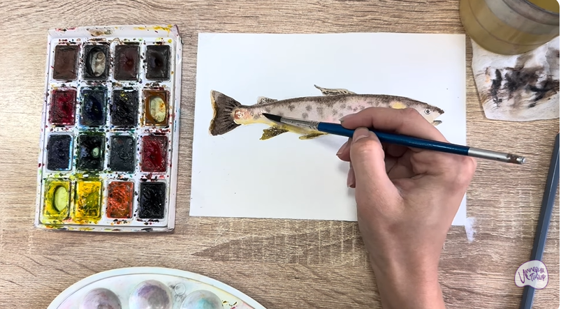 Рисуем Кумжа