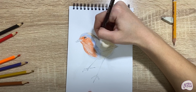 Рисуем Птичка "Зарянка"