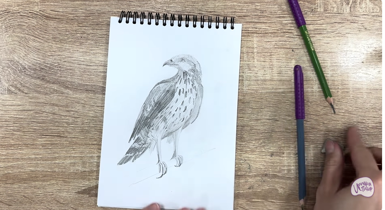 Рисуем Хохлатый осоед