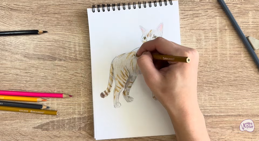 Рисуем Кошка Бурмилла