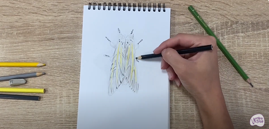 Рисуем Хохлатка