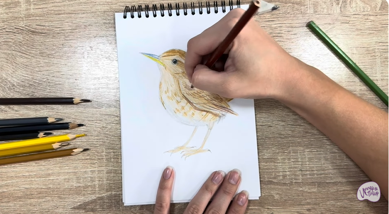 Рисуем Крапивник