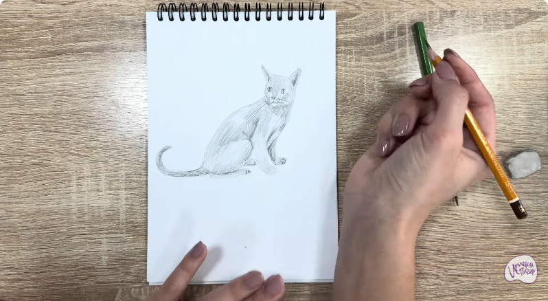 Рисуем Кот породы "Корат"