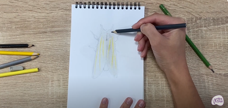 Рисуем Хохлатка