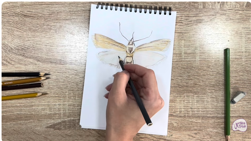 Рисуем Огнёвка зерновая